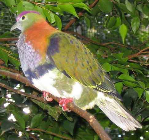 Ptilinopus superbus